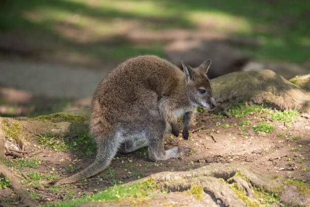 wallaby przyrody diprotodontia macropoidae w sunlgiht w lesie z yound joey w torebce - sunlgiht zdjęcia i obrazy z banku zdjęć