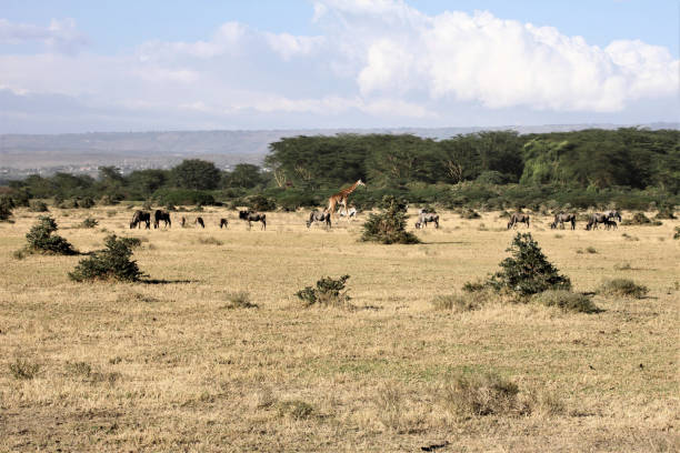 istock A view of the Kenyan Landscape 985191602