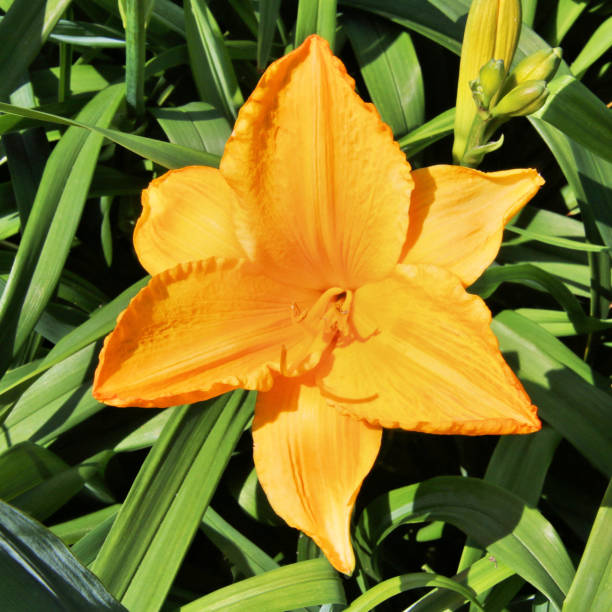 istock A view of a Lily in London 985192890
