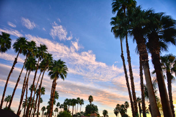 Fan Palm Trees at sunrise, Palm Springs, Coachella Valley, Southern California USA California Fan Palm Trees (Washingtonia filifera) are seen at sunrise over a residential neighborhood of Palm Springs, Coachella Valley, Southern California, USA. coachella valley photos stock pictures, royalty-free photos & images