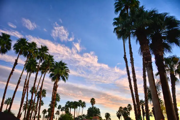 Photo of Fan Palm Trees at sunrise, Palm Springs, Coachella Valley, Southern California USA