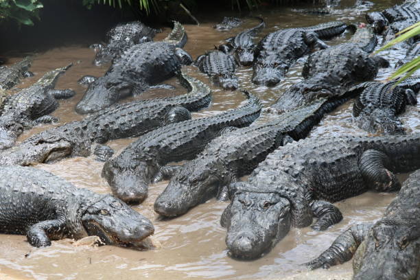 istock Florida american alligators 985206722