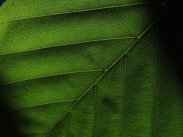 istock Details of a green leaf 985212958