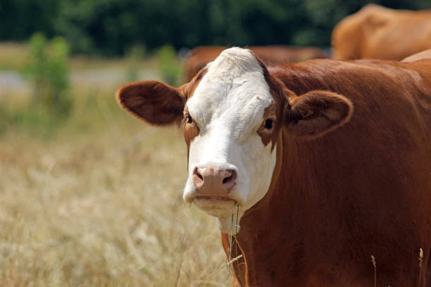 istock closeup of a simmental cow 985217102
