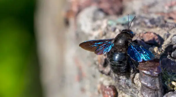 Photo of Close up of Carpenter Bee perched on Concrete wall