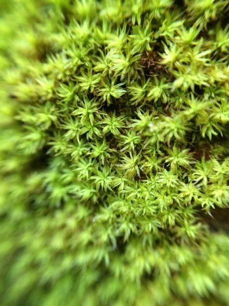 istock Detail of tiny foliage 985230532
