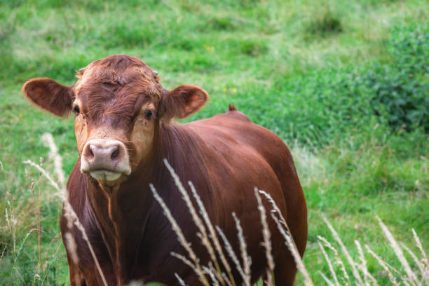 istock Young brown bull of a German breed on a meadow 985233298