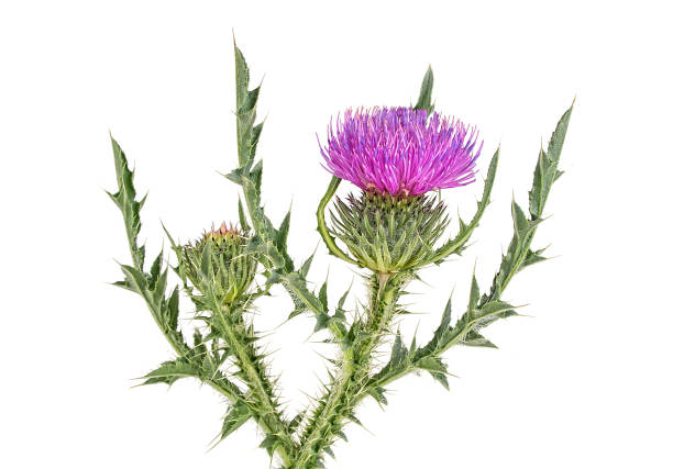 istock Thistles flower isolated on a white background 985235476