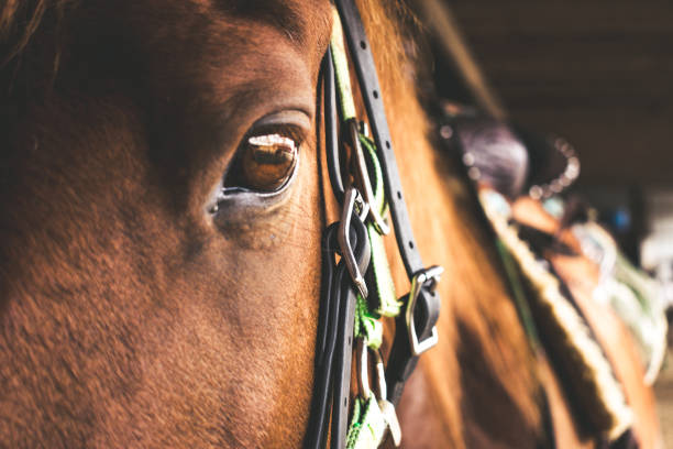 istock Horse See Beyond The Eye 985238072