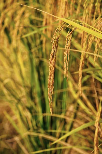 istock Close up ripe paddy rice plant. 985238962