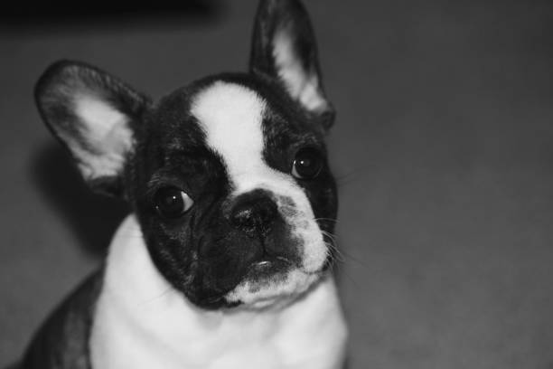 istock French Bulldog puppy 985245576