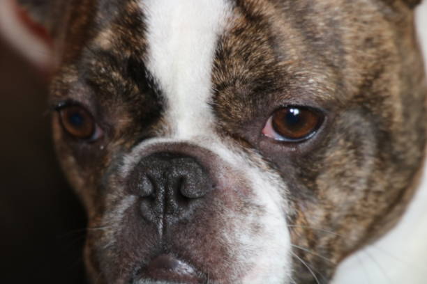 istock French Bulldog puppy 985245610