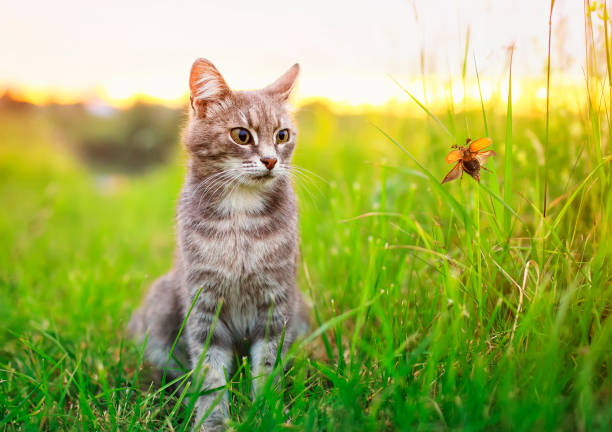 istock cute tabby cat sits on a summer meadow and looks at the May beetle 985245796