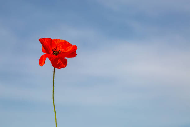 мак - flower red poppy sky стоковые фото и изображения