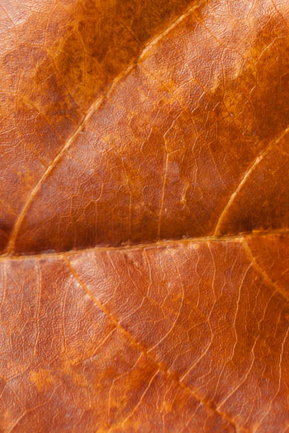 istock Natural background texture of autumn yellow leaf 985263414