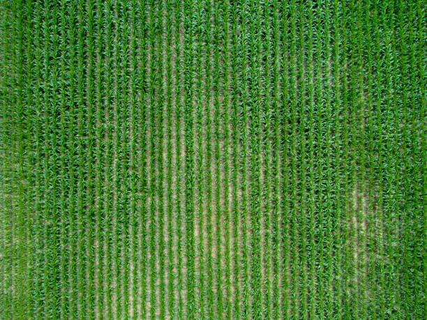 istock Aerial view of various agricultural fields 985265668