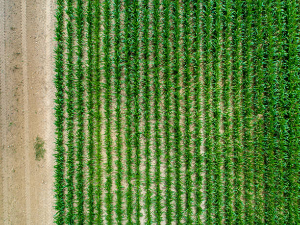 istock Aerial view of various agricultural fields 985265990