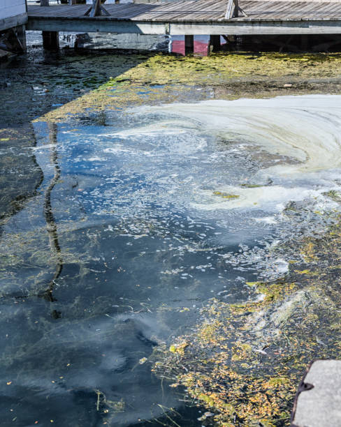 istock Sloppy Sudsy Slimy Algae Weed Lake Water 985266944