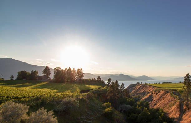 sonnenuntergang am okanagan valley farm mit blick auf den okanagan see - okanagan penticton lake okanagan lake stock-fotos und bilder