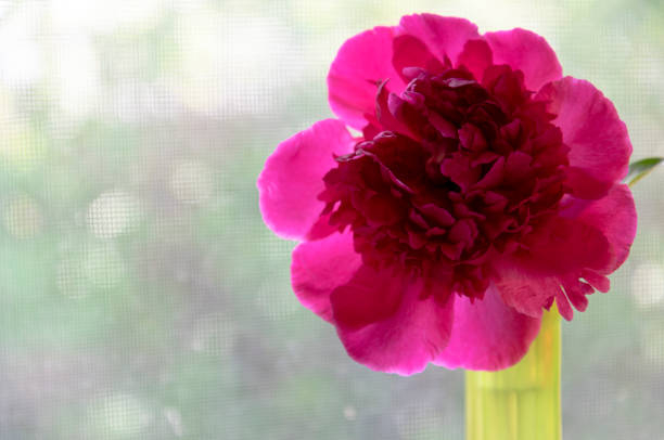 View looking toward window of dark magenta Big Ben Peony in a green vase