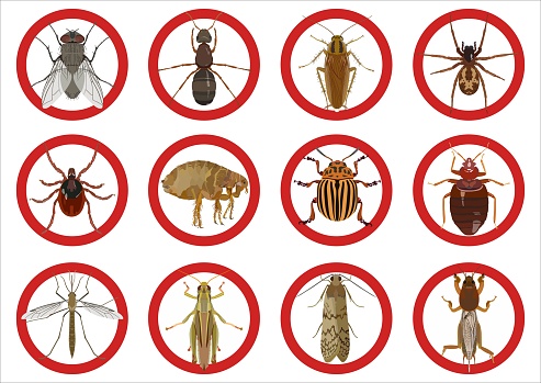 Concern Insect Collection Of Warning Signs About Harmful Insects Vector Illustration ...