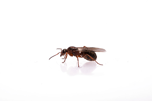 Formica rufibarbis queen ant