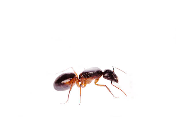 istock Camponotus sanctus Queen Ant isolated white background 985272400