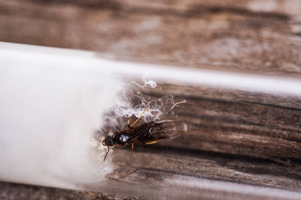 istock Queen ant with eggs in test tube 985276622
