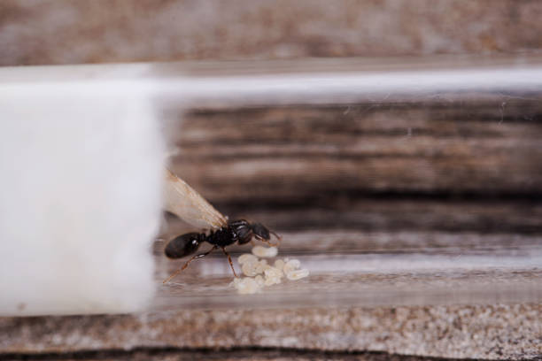 istock Queen ant with eggs in test tube 985276624