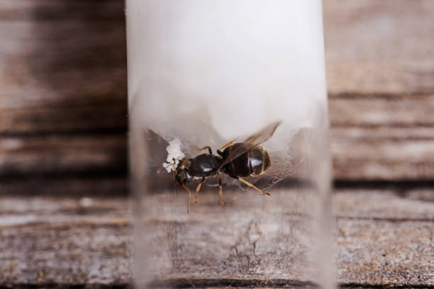 istock Queen ant with eggs in test tube 985276632