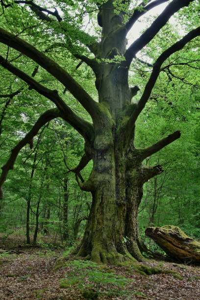 istock trunk of the snake tree 985277264