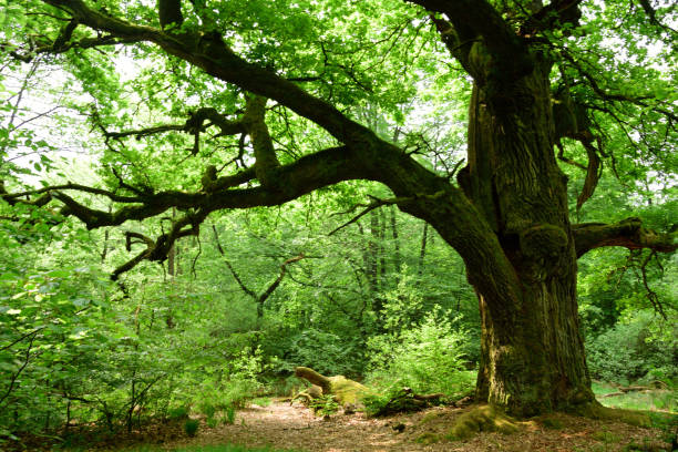 istock king of the forest 985277286