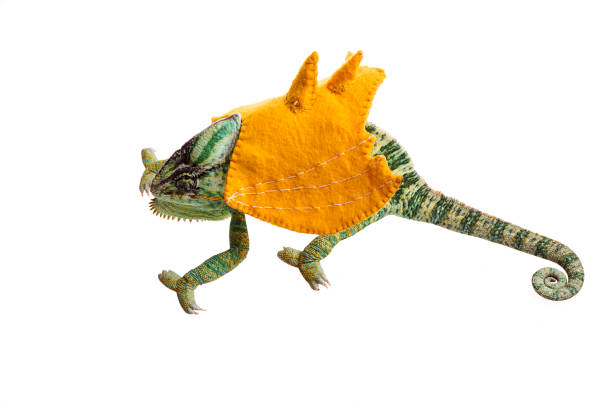 istock Male Veiled Chameleon in clothes 985280930