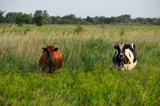 istock Two cows in the pasture. Brown and black-white cows. Cows look into the camera lens 985282076
