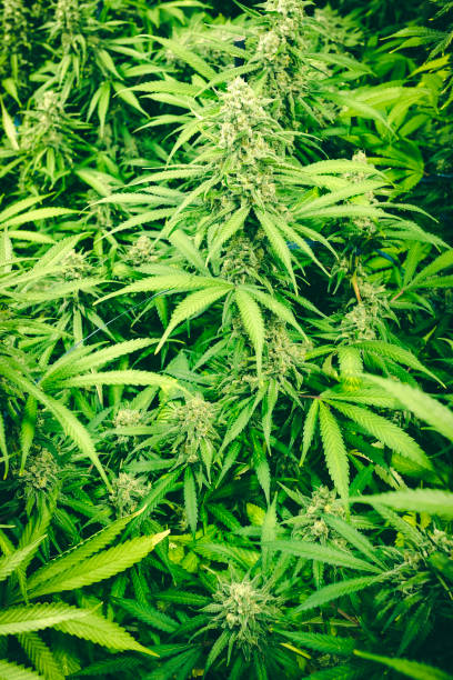 istock Marijuana Leaf Canopy of Green Flower Buds 985282252