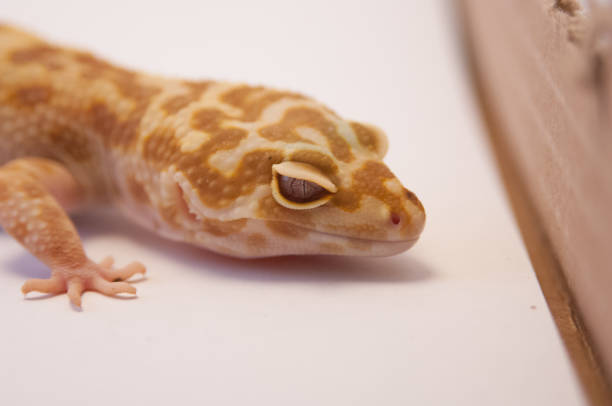 istock Close up of common super hypo leopard gecko (Eublepharis macularius) looking at camera. Gecko lizard on white background in studio with macro lens. Close up of leopard gecko next to cardboard box. 985282258