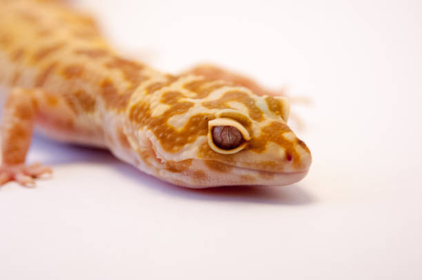 istock Close up of common leopard gecko (Eublepharis macularius) head and front leg,  Gecko lizard on white background in studio with macro lens. Shallow depth of field. Close up of leopard gecko's head. 985282346