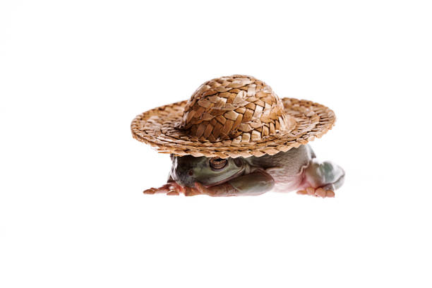 rana verde australiana con sombrero sobre fondo blanco aislada - whites tree frog fotografías e imágenes de stock