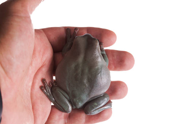 istock Australian Green Tree Frog on hand isolated white background 985284680