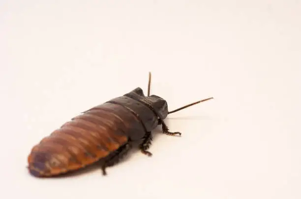 Photo of Madagascar hissing cockroach (Gromphadorhina portentosa) on white background crawling on white background. Dirty bug on the floor. Pest control, infestation of cockroaches.