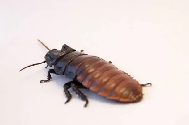 Photo of Madagascar hissing cockroach (Gromphadorhina portentosa) on white background crawling. Dirty bug on the floor. Pest control, infestation of cockroaches profile of cockroach close up with macro lens.