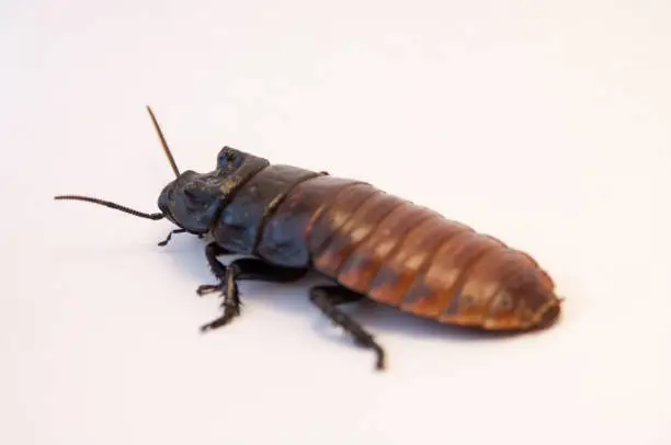 Photo of Madagascar hissing cockroach (Gromphadorhina portentosa) on white background crawling. Dirty bug on the floor. Pest control, infestation of cockroaches. Hissing cockroach on white floor.