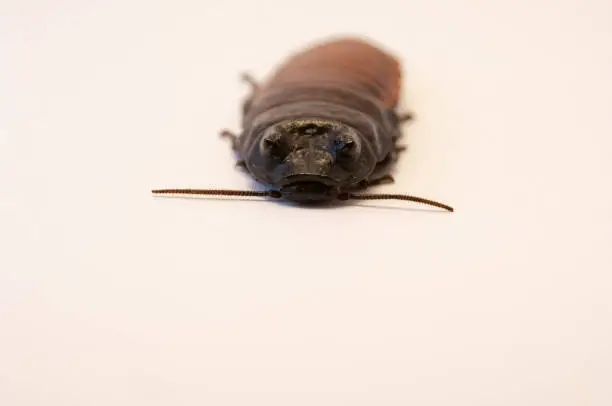 Photo of Madagascar hissing cockroach
(Gromphadorhina portentosa) on white background lying on its back, dead. Dead cockroach on white background.