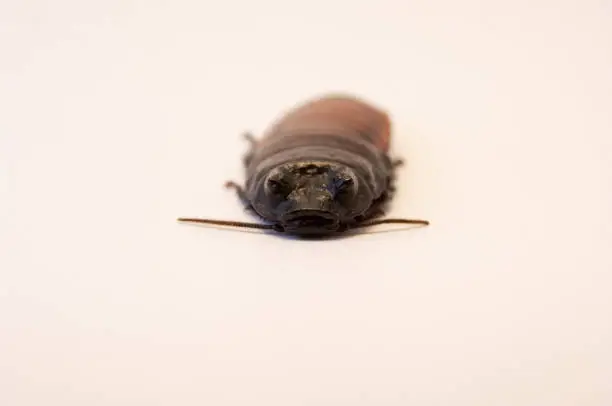 Photo of Madagascar hissing cockroach
(Gromphadorhina portentosa) on white background lying on its back, dead. Dead cockroach on white background. Gross dead cockroach, household problem.