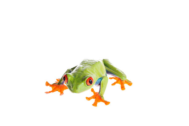 istock Red Eyed Tree Frog on isolated white background 985288758