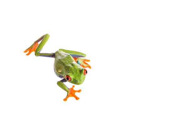 istock Red Eyed Tree Frog on isolated white background 985288782