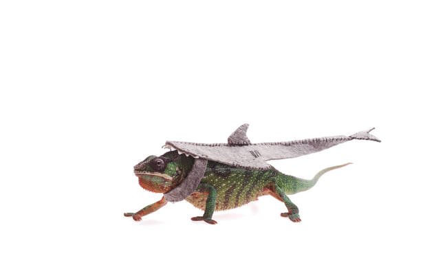 istock Nosy Mitsio panther chameleon in shark costume on white background 985289268