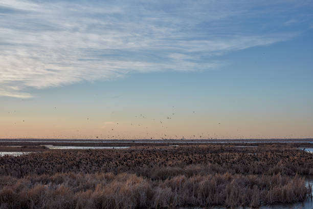 istock Flock of migrating blackbirds at sunset 985289870