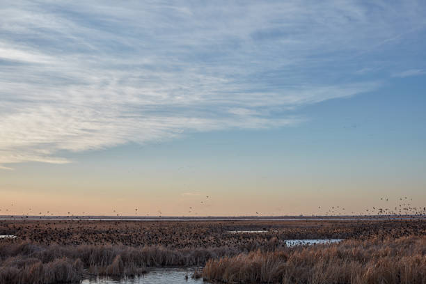 istock Flock of migrating blackbirds at Cheyenne Bottoms 985289922