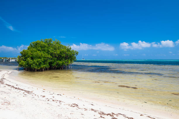 istock Little Cayman - Cayman Islands 985293842